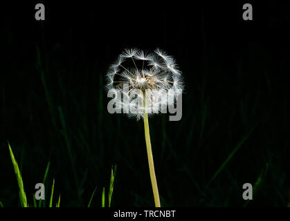 A very detailed close up of a white circular dandelion seed head, also know as a dandelion clock with a long stem and a black background, six individu Stock Photo