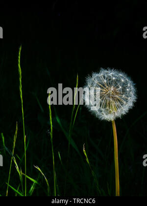 A very detailed close up of a white circular dandelion seed head, also know as a dandelion clock with a long stem and a black background, on the left Stock Photo