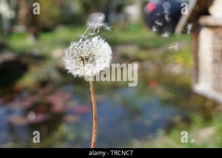 Blowball - Jinny-Joe - flying seeds Stock Photo