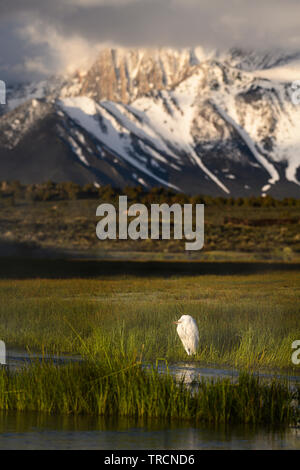 A Great Egret hunts at sunrise with Laurel Mountain in the background in Hot Creek near the town of Mammoth Lakes, in the sierra mountains of Californ