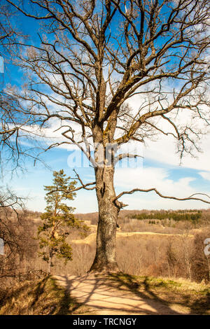 Beautiful trunk of an old oak tree, bark and branches with forest and blue sky and clouds on the background Stock Photo
