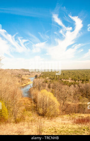 Forest of oak trees Stock Photo - Alamy