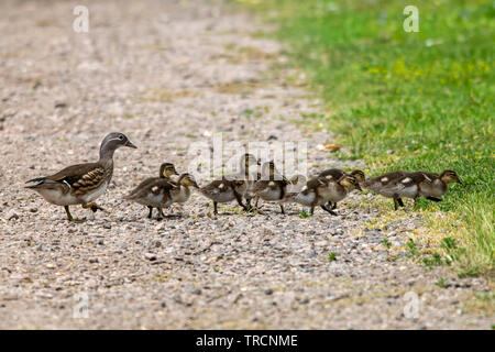 Female mandarin duck (Aix galericulata) with ducklings Stock Photo