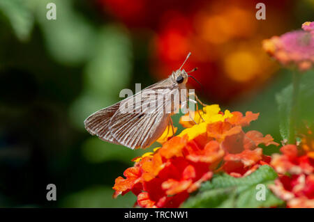 Gegenes nostrodamus, dingy swift butterfly, light pygmy skipper butterfly, Mediterranean skipper butterfly, Mijas, Andalusia, Spain Stock Photo