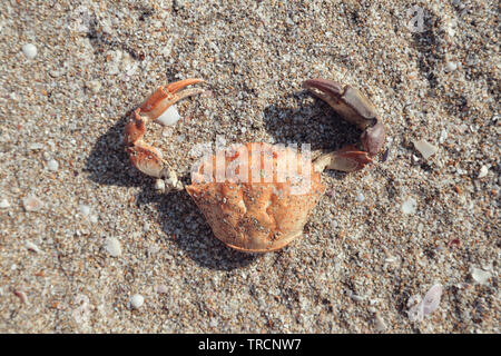 The shell of a crab, washed up on damp grey beach sand. Close up view, top view Stock Photo