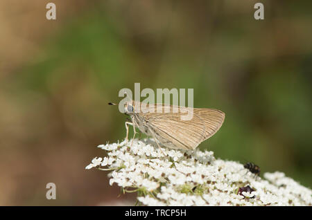 Gegenes nostrodamus, dingy swift butterfly, light pygmy skipper butterfly, Mediterranean skipper butterfly, Mijas, Andalusia, Spain Stock Photo