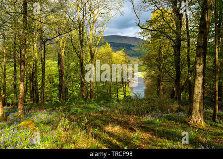 Bluebell woods at Whitewell, Lancashire, UK Stock Photo