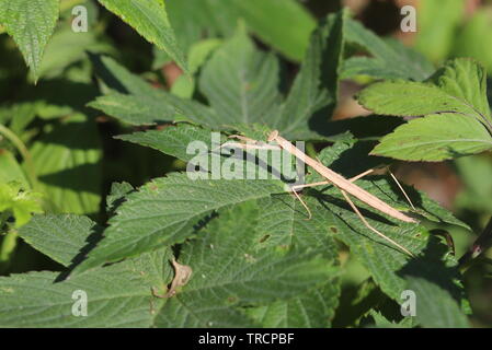 Taiwan praying mantis on green leaf, Stock Photo