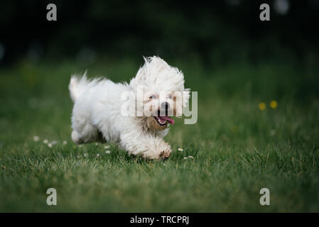 Cute small maltese dog running in s park Stock Photo