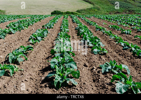 organic cabbage crop Stock Photo