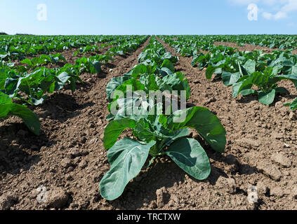 organic cabbage crop Stock Photo