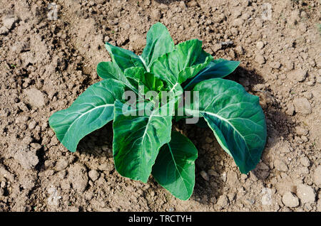 green cabbage Stock Photo