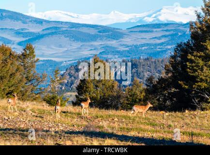 Herd of mule deer grazing on mountain grass early on a beautiful Colorado spring day with the Collegiate Peaks in the background Stock Photo