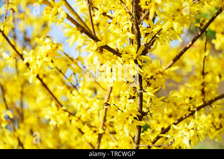 Beautiful yellow blossoming forsythia branches at springtime in close-up. Stock Photo