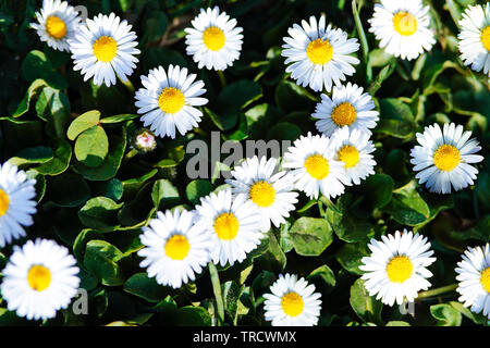 Spring time flowers - group of little daisies in a green meadow in a deep morning sunlight. Stock Photo