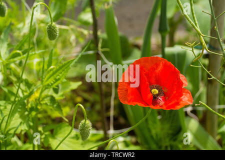 A red poppy and several buds in sunlight with various grasses and other plants in the background. Photographed in north east Italy. Stock Photo