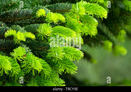 Detail of pine forest, Hungary Stock Photo