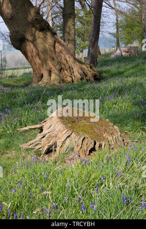 Bluebells surround an old weathered tree stump. In the background a mature tree leans to the left. Stock Photo