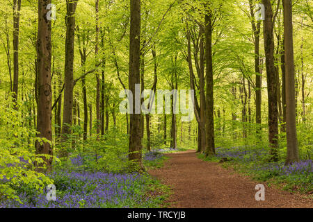 Path through the flowering bluebells and new spring leaves on the beech trees at West Woods bluebell wood, Near Marlborough, Wiltshire, England, UK Stock Photo