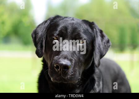 Portrait of a nice black labrador dog looking towards the camera. Stock Photo