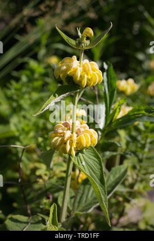 Jerusalem Sage - Phlomis - growing at The Martha Springer Botanical Garden on the campus of Willamette University in Salem, Oregon, USA. Stock Photo