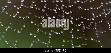 Many small drops are hanging in a spiderweb against a dark background Stock Photo