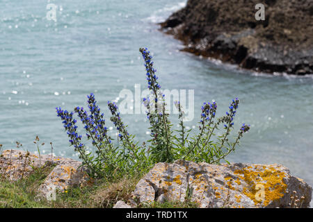 Viper's bugloss (Echium vulgare), a blue wildflower in the borage family, growing on the cliffs on the Pembrokeshire coast during June, Wales, UK Stock Photo