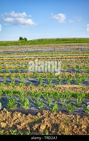 Agriculture landscape with organic celery and chives farm field with patches covered with plastic mulch used to suppress weeds and conserve water. Stock Photo