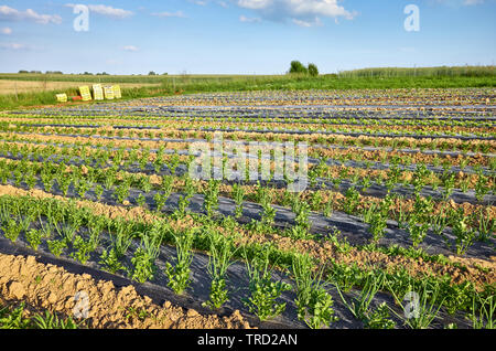 Agricultural landscape with organic celery and chives farm field with patches covered with plastic mulch used to suppress weeds and conserve water. Stock Photo