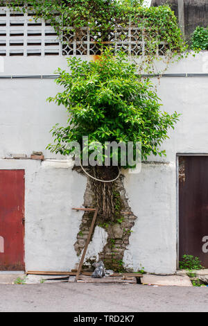 Large bush growiing from exposed brick work of old white plastered wall. Stock Photo
