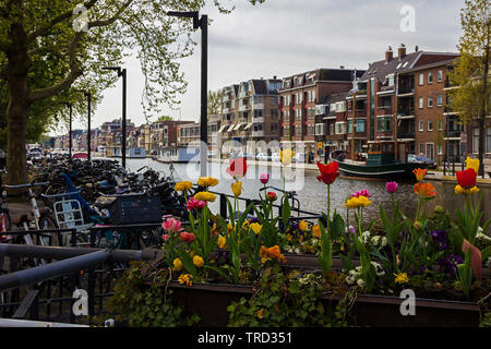 Gouda, Holland, Netherlands, April 23, 2019, bicycles parked near a bridge in a street in Gouda old town. Flowers (tulips) on the foreground in a flow Stock Photo