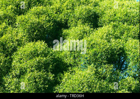 Crack willow tree (Salix fragilis) foliage. Stock Photo