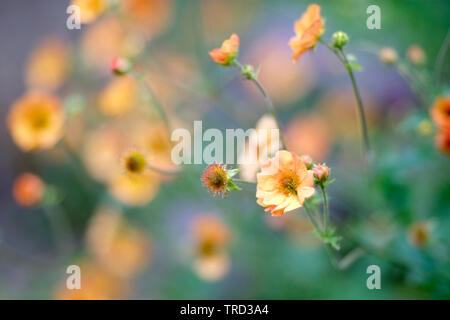 Geum 'Tangerine Dream' flowers Stock Photo