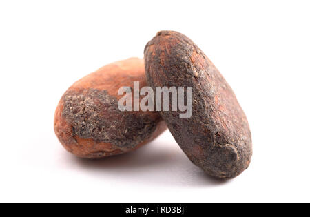 Raw Cocoa Beans Isolated on a White Background Stock Photo