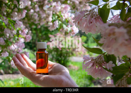 Essential herbs, oil and camomile flowers. Camomile - natural healing oil. Stock Photo