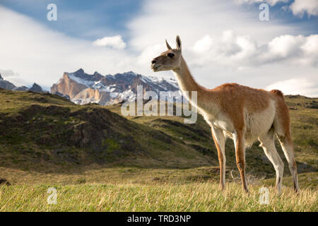 Guanaco on the grass in Torres del Paine national Park, Patagonia, Chile Stock Photo
