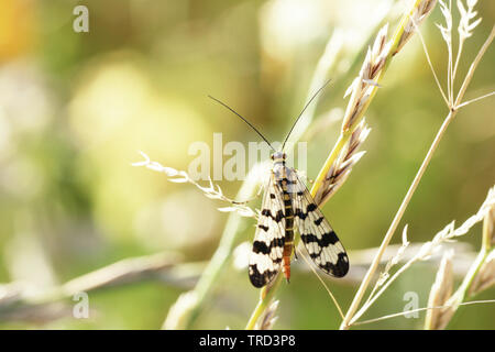 Gemeine Skorpionsfliege (weiblich) Stock Photo