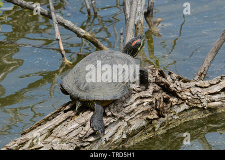 Red eared slider turtle sunbathing on tree partially submerged in lake Stock Photo