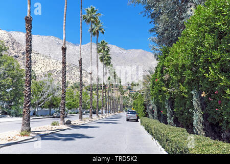 A palm-tree lined road in the Old Las Palmas neighborhood of Palm Springs, California, USA with the San Jacinto Mountains in the distance. Stock Photo