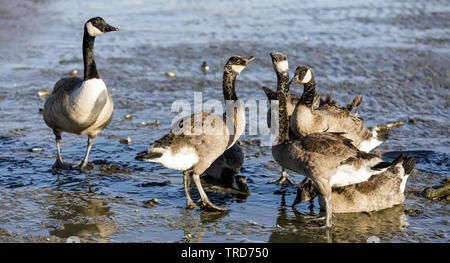 Canada Goose Parent Watches Over Young Ones. Stock Photo