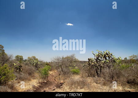 National Park of Cimatario in Queretaro, Mexico. Cerrodel Cimatario
