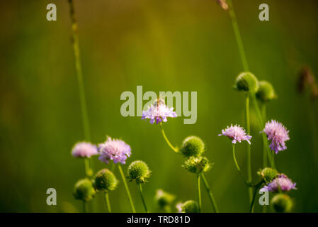 Soft focus close up of honey bee pollinating flower Stock Photo