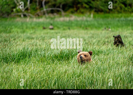 Cute grizzly bear cub sitting by itself in a natural sancturay along the Great Bear Rainforest, Knight Inlet, First Nations Territory