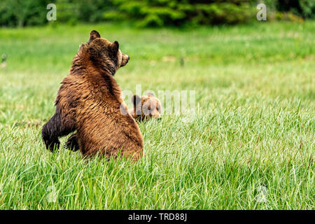 Grizzly bear mom, looking over her shoulder, with cub in a sanctuary along the Great Bear Rainforest, Knight Inlet, First Nations Territory Stock Photo