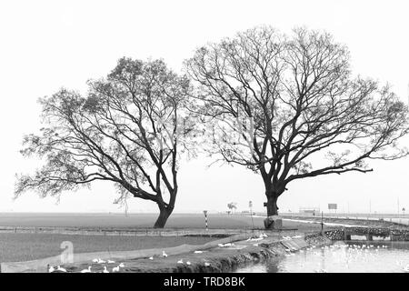 Silhouette Bombax Ceiba tree in rural Vietnam, so beautiful and peaceful Stock Photo