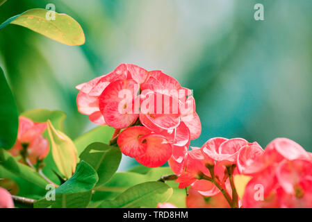 Crown of thorns / Christ Thorn red flower blossoming in the garden - Euphorbia milli Desmoul Stock Photo