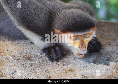 Red-shanked douc lying and relax on farm zoo in the national park / Pygathrix nemaeus Langur Leaf Monkey Stock Photo