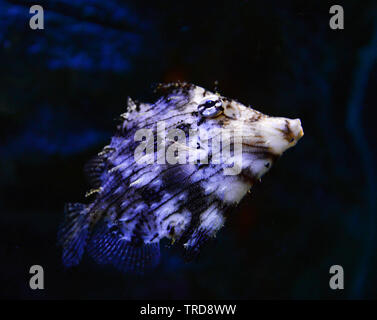 Triggerfish swimming marine life in the ocean Stock Photo