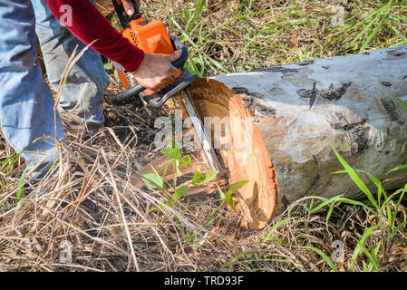 Man hands cutting trunk saws tree with chainsaw woodcutter for sawmill Stock Photo