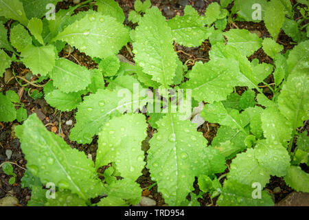 Water drop on young plants lettuce growing planting in the vegetable agricultural farmland in garden Stock Photo